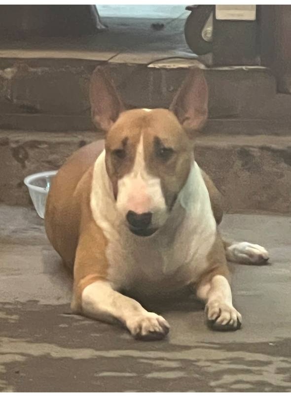 Thông báo khẩn từ chủ quán nướng Hà Nội có chú chó giống hệt “cậu Vàng” trong game Phở Anh Hai- Ảnh 9. Thông báo khẩn từ chủ quán nướng Hà Nội có chú chó giống hệt “cậu Vàng” trong game Phở Anh Hai- Ảnh 9.