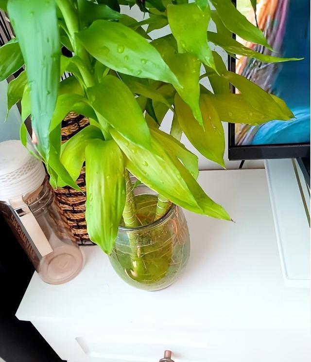 Cây trúc may mắn bị “cấm cửa” vì 4 lý do này: Hãy nghe lời khuyên của tôi - đừng trồng nó nữa!- Ảnh 8. Cây trúc may mắn bị “cấm cửa” vì 4 lý do này: Hãy nghe lời khuyên của tôi - đừng trồng nó nữa!- Ảnh 8.