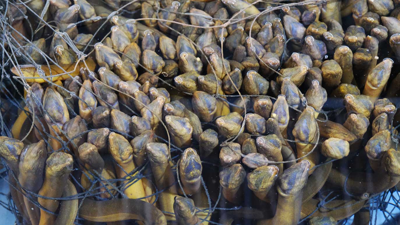 Loài cá được ví là “nhân sâm dưới nước”: Nuôi ở nơi đặc biệt, cả Trung Quốc, Nhật Bản, Mỹ đều muốn mua- Ảnh 1. Loài cá được ví là “nhân sâm dưới nước”: Nuôi ở nơi đặc biệt, cả Trung Quốc, Nhật Bản, Mỹ đều muốn mua- Ảnh 1.