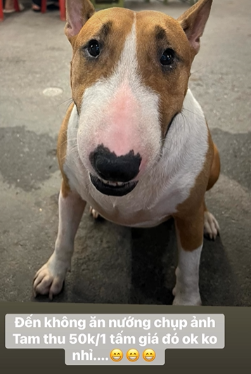 Thông báo khẩn từ chủ quán nướng Hà Nội có chú chó giống hệt “cậu Vàng” trong game Phở Anh Hai- Ảnh 7. Thông báo khẩn từ chủ quán nướng Hà Nội có chú chó giống hệt “cậu Vàng” trong game Phở Anh Hai- Ảnh 7.