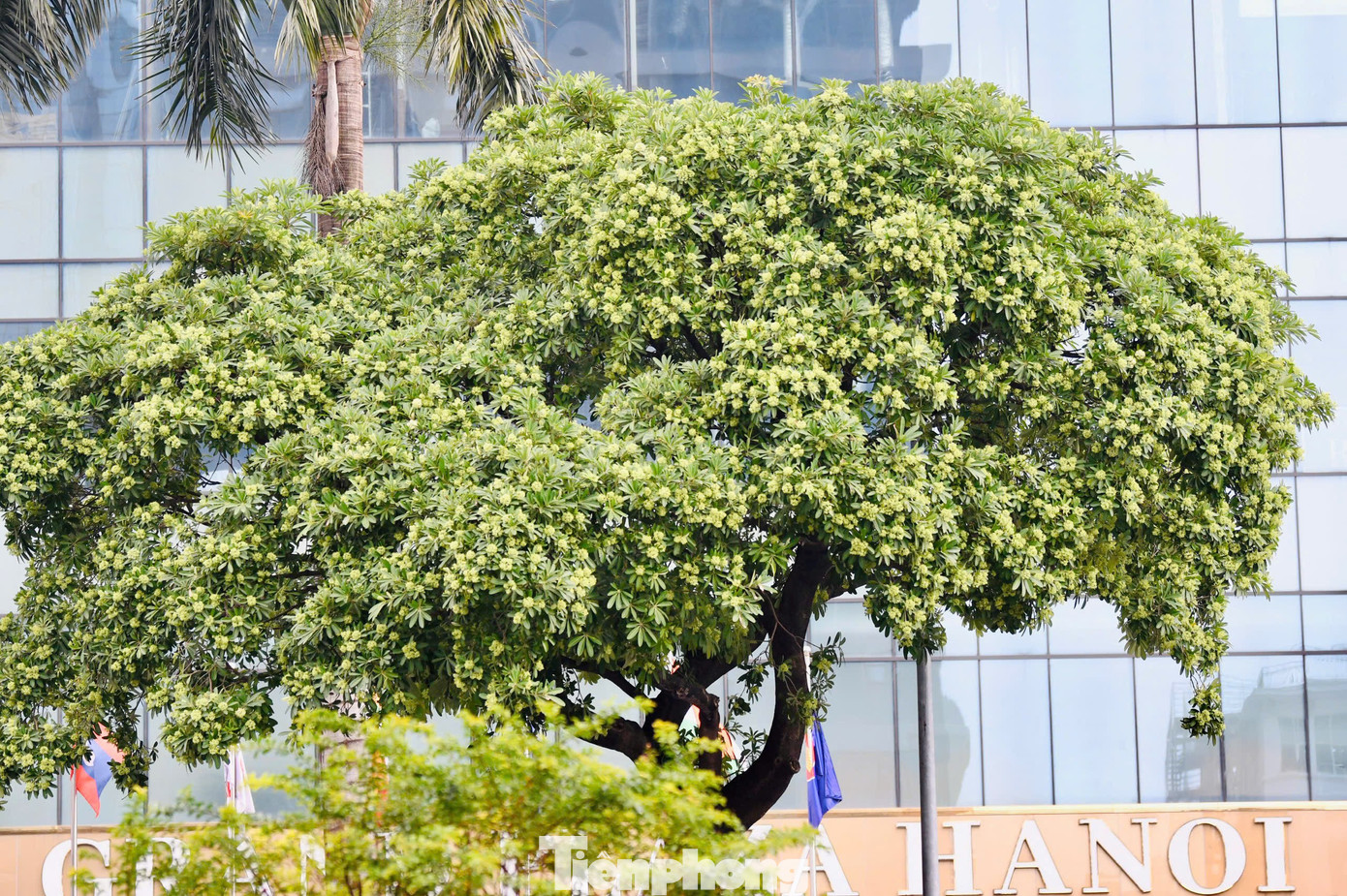 Vừa 'chạm đông', Hà Nội vẫn say trong hương hoa sữa- Ảnh 8.