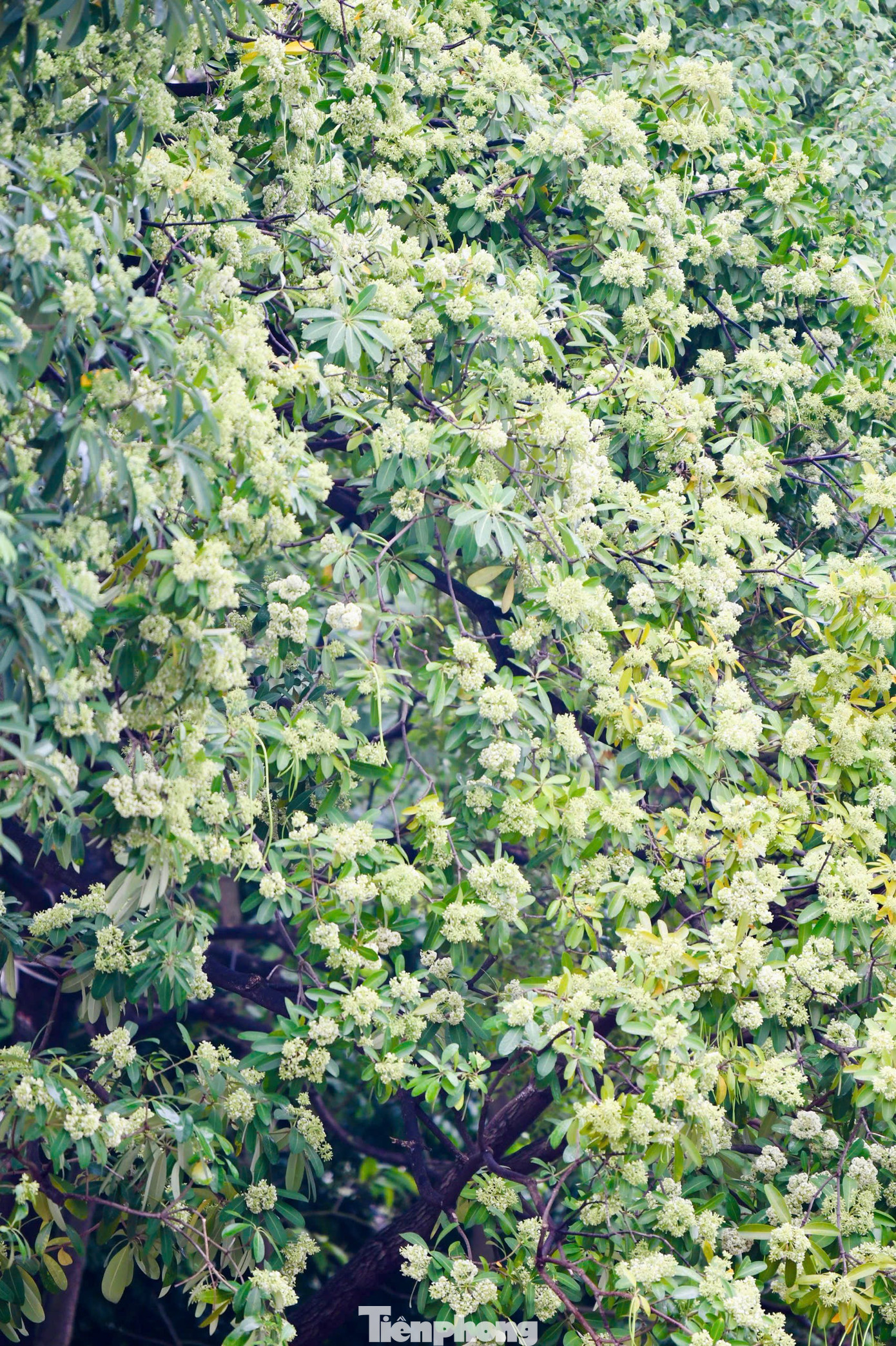 Vừa 'chạm đông', Hà Nội vẫn say trong hương hoa sữa- Ảnh 14.