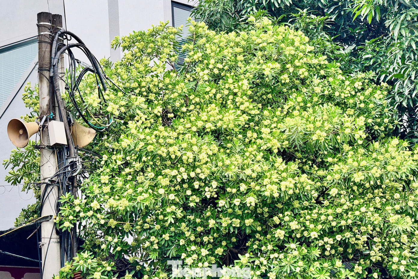 Vừa 'chạm đông', Hà Nội vẫn say trong hương hoa sữa- Ảnh 9.