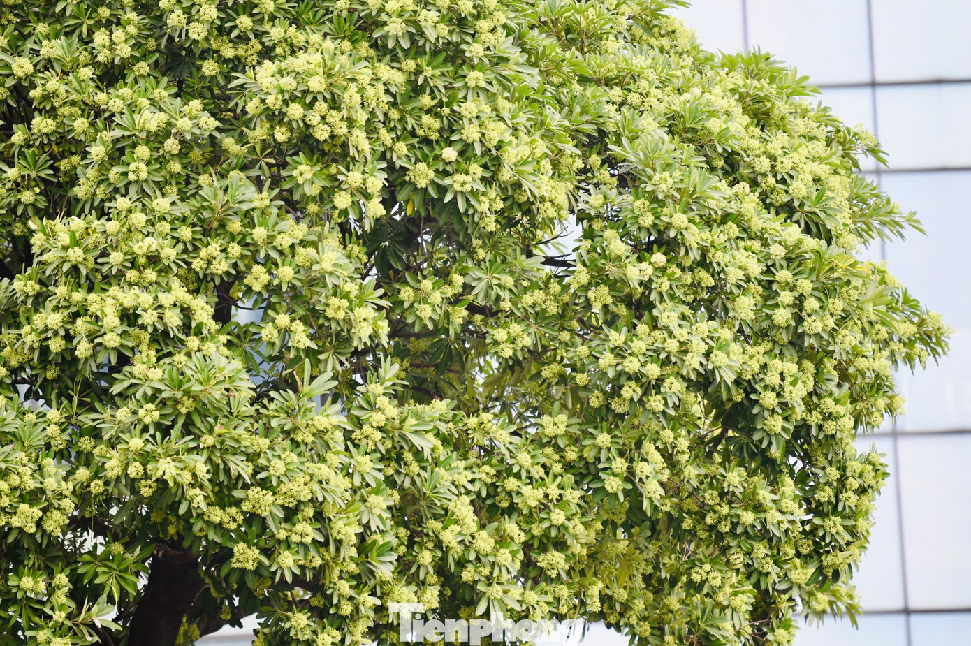 Vừa 'chạm đông', Hà Nội vẫn say trong hương hoa sữa- Ảnh 10.