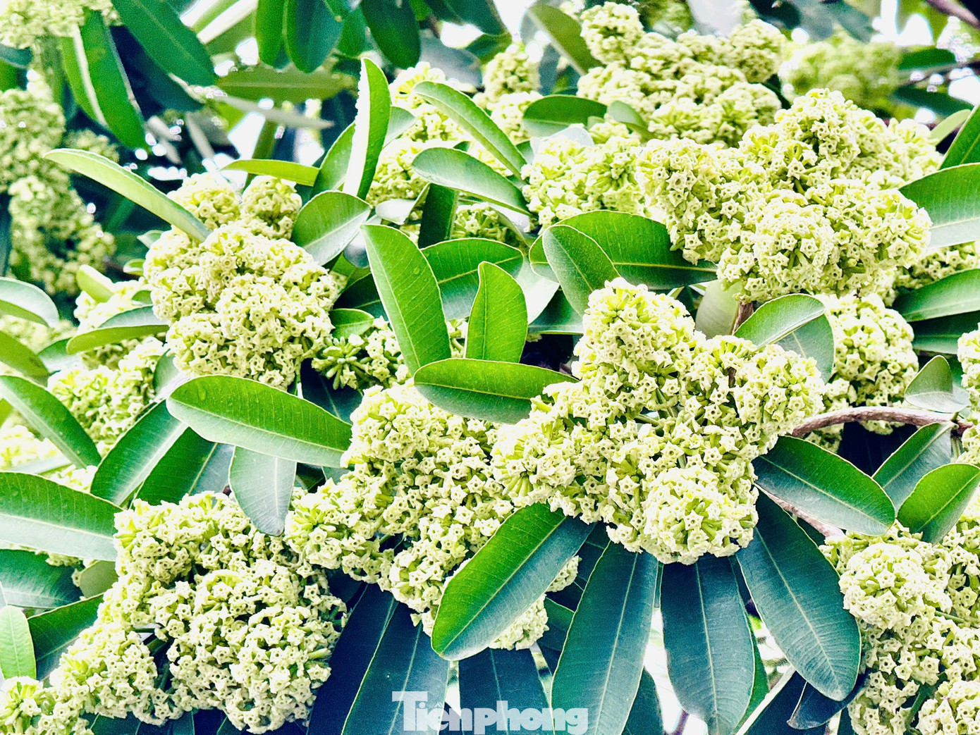 Vừa 'chạm đông', Hà Nội vẫn say trong hương hoa sữa- Ảnh 11.