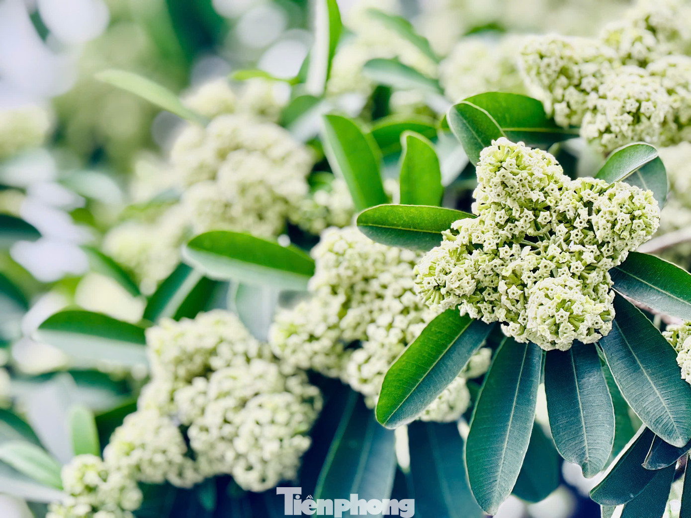 Vừa 'chạm đông', Hà Nội vẫn say trong hương hoa sữa- Ảnh 6.