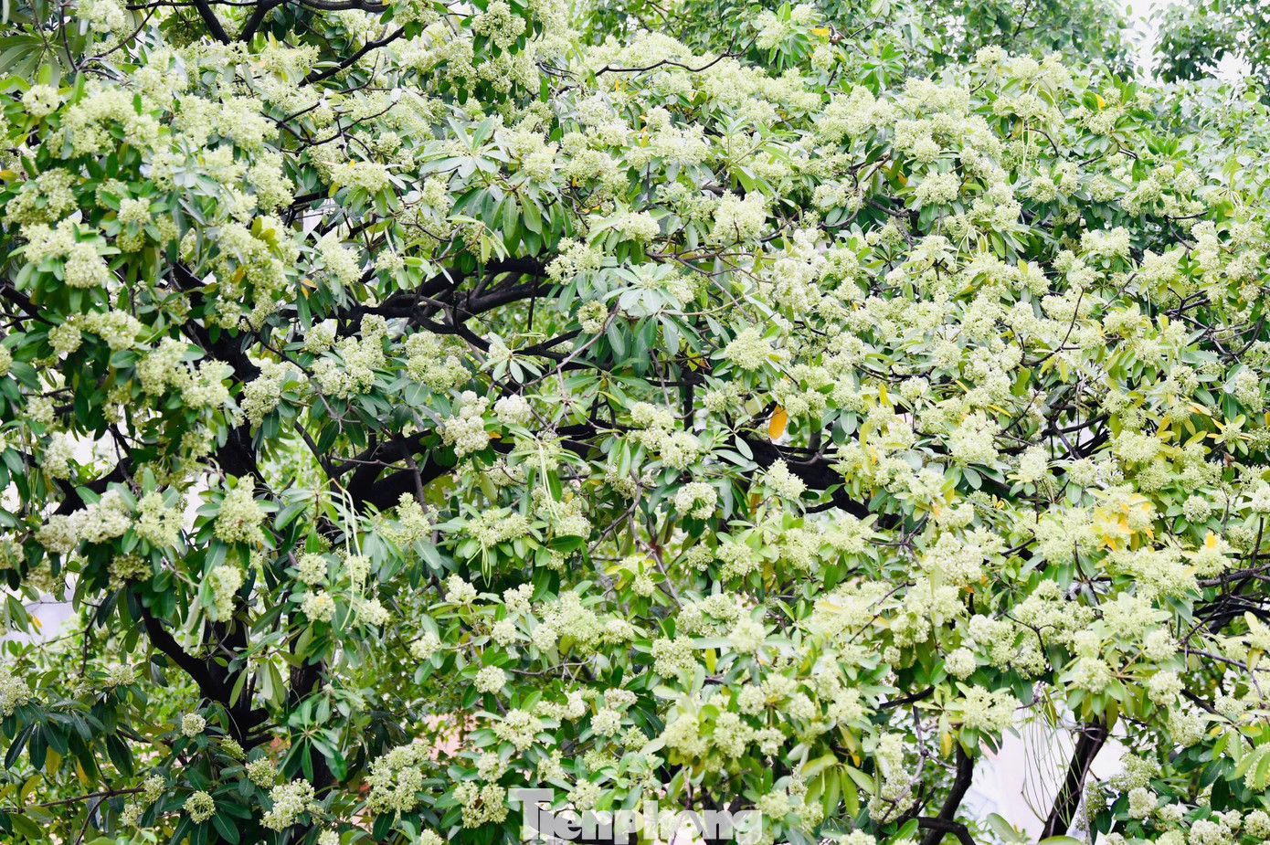 Vừa 'chạm đông', Hà Nội vẫn say trong hương hoa sữa- Ảnh 4.