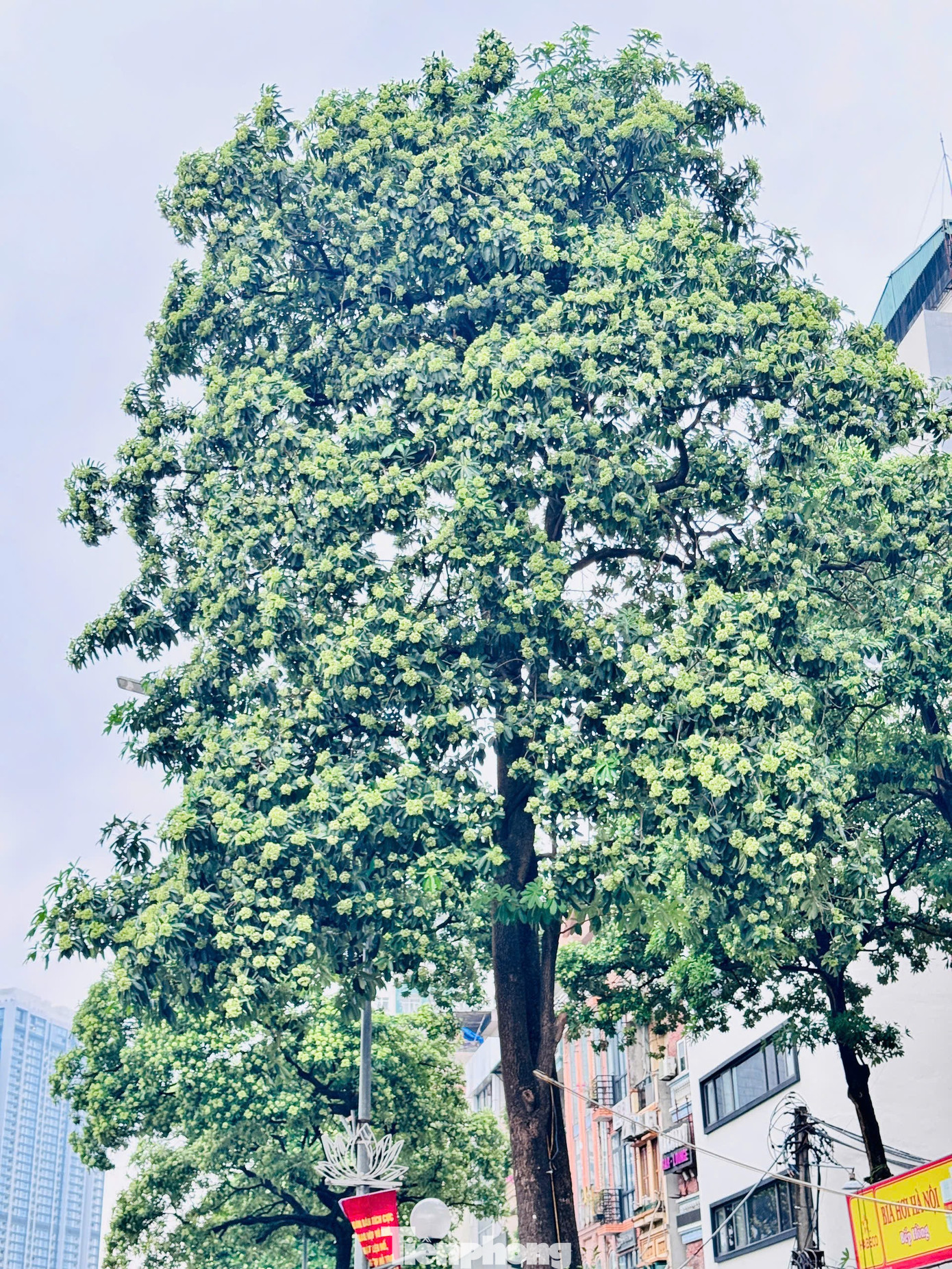 Vừa 'chạm đông', Hà Nội vẫn say trong hương hoa sữa- Ảnh 13.