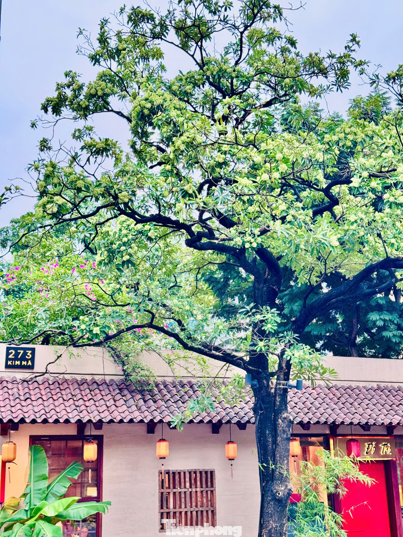 Vừa 'chạm đông', Hà Nội vẫn say trong hương hoa sữa- Ảnh 12.