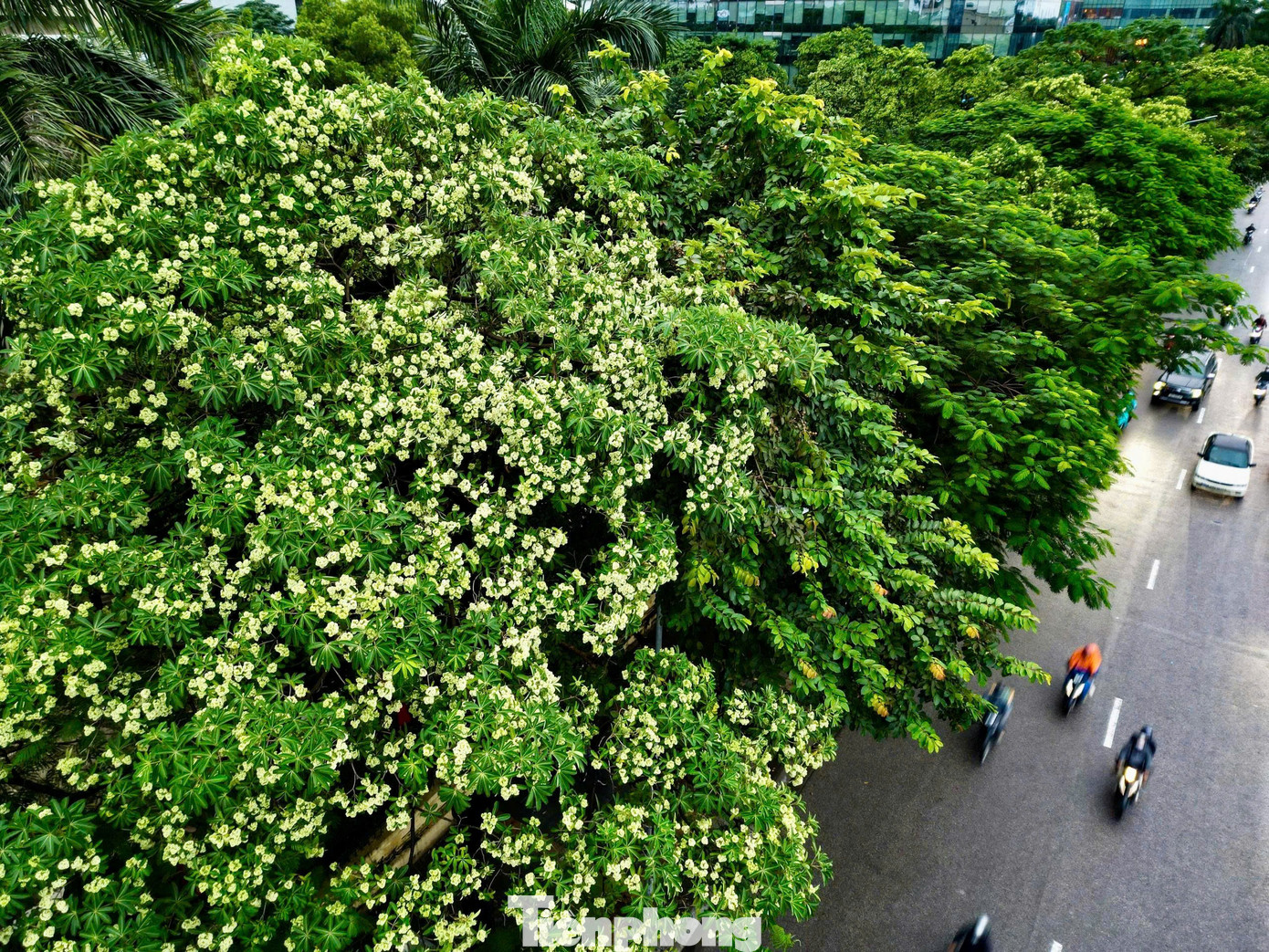 Vừa 'chạm đông', Hà Nội vẫn say trong hương hoa sữa- Ảnh 16.