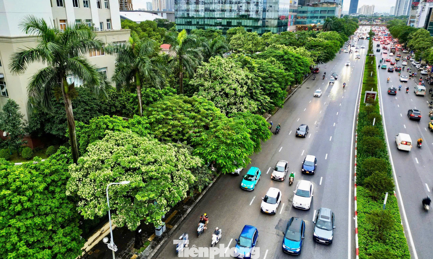 Vừa 'chạm đông', Hà Nội vẫn say trong hương hoa sữa- Ảnh 1.