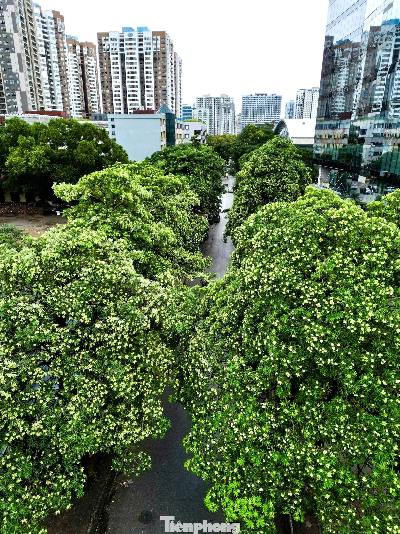 Vừa 'chạm đông', Hà Nội vẫn say trong hương hoa sữa- Ảnh 7.