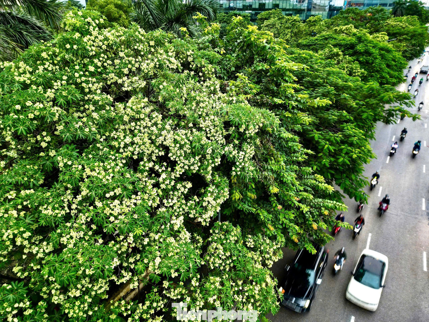 Vừa 'chạm đông', Hà Nội vẫn say trong hương hoa sữa- Ảnh 3.