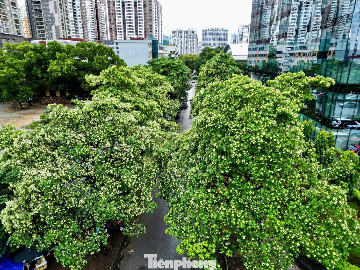 Vừa 'chạm đông', Hà Nội vẫn say trong hương hoa sữa- Ảnh 2.