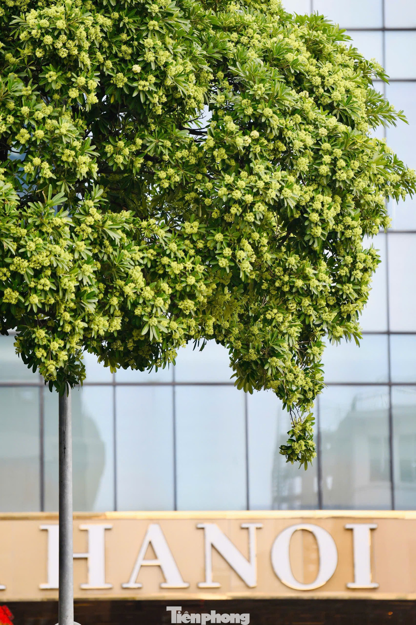 Vừa 'chạm đông', Hà Nội vẫn say trong hương hoa sữa- Ảnh 15.