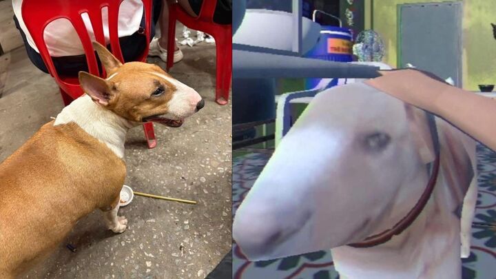 Giống hệt cậu Vàng trong "Tiệm phở anh Hai", chú chó nổi tiếng cõi mạng- Ảnh 1.