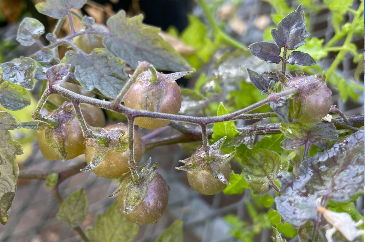 Ở "phòng thí nghiệm sống" của Darwin, một thứ đang tiến hóa ngược- Ảnh 1. Ở "phòng thí nghiệm sống" của Darwin, một thứ đang tiến hóa ngược- Ảnh 1.