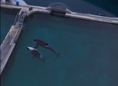 Phát hiện chấn động trong công viên biển bỏ hoang ở Pháp- Ảnh 1.