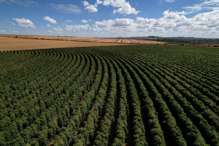 Có gì trong ly cà phê đắt nhất thế giới giá gần 1.000 USD ở Dubai?- Ảnh 1.