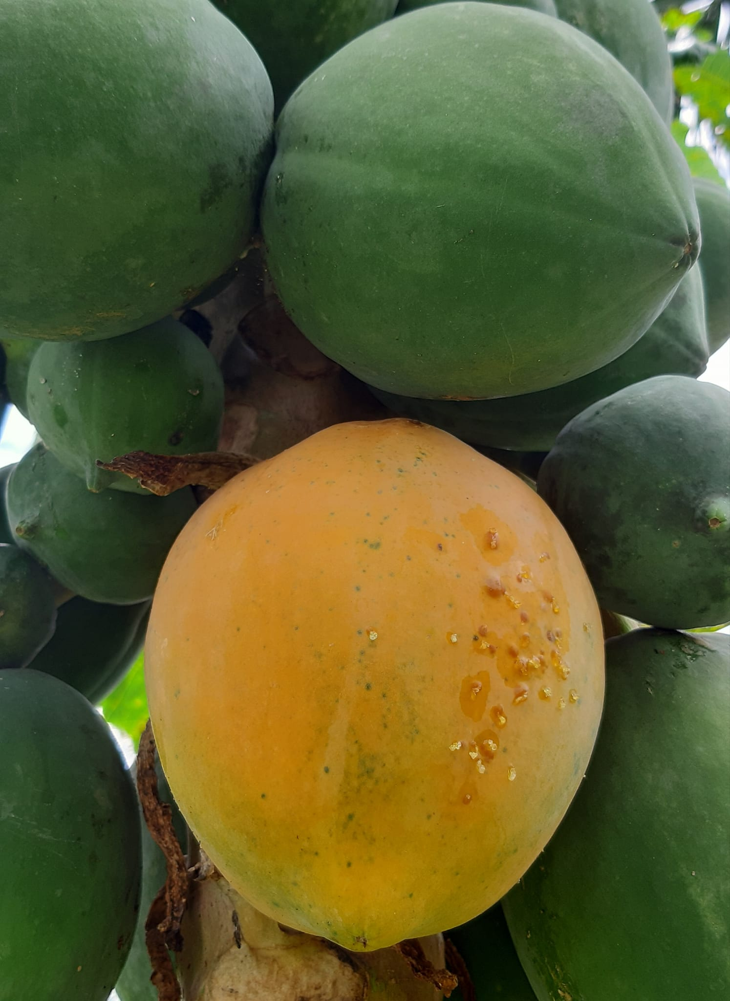 Ủ tóc 1 lần/tuần với nguyên liệu 