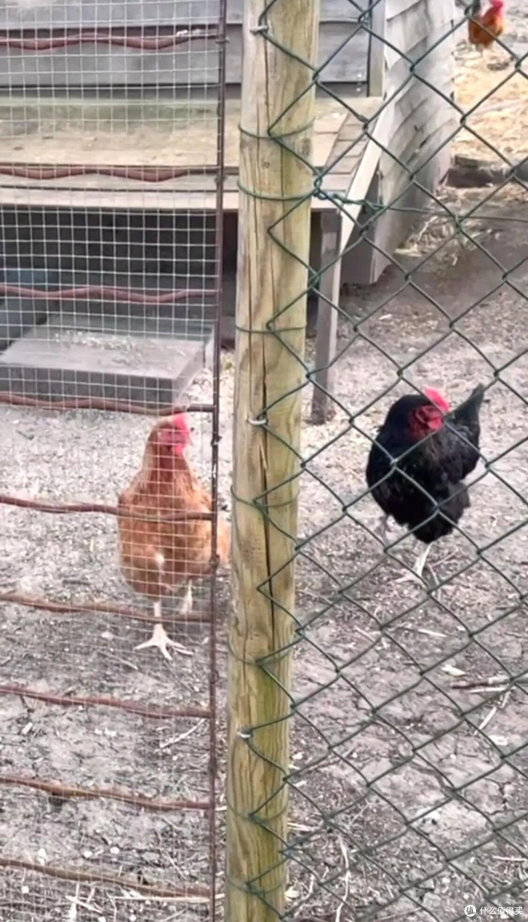 "Nữ thần châu Á" Trương Mạn Ngọc: Tuổi 61 cô độc, nuôi gà, cuốc đất qua ngày- Ảnh 9. "Nữ thần châu Á" Trương Mạn Ngọc: Tuổi 61 cô độc, nuôi gà, cuốc đất qua ngày- Ảnh 9.