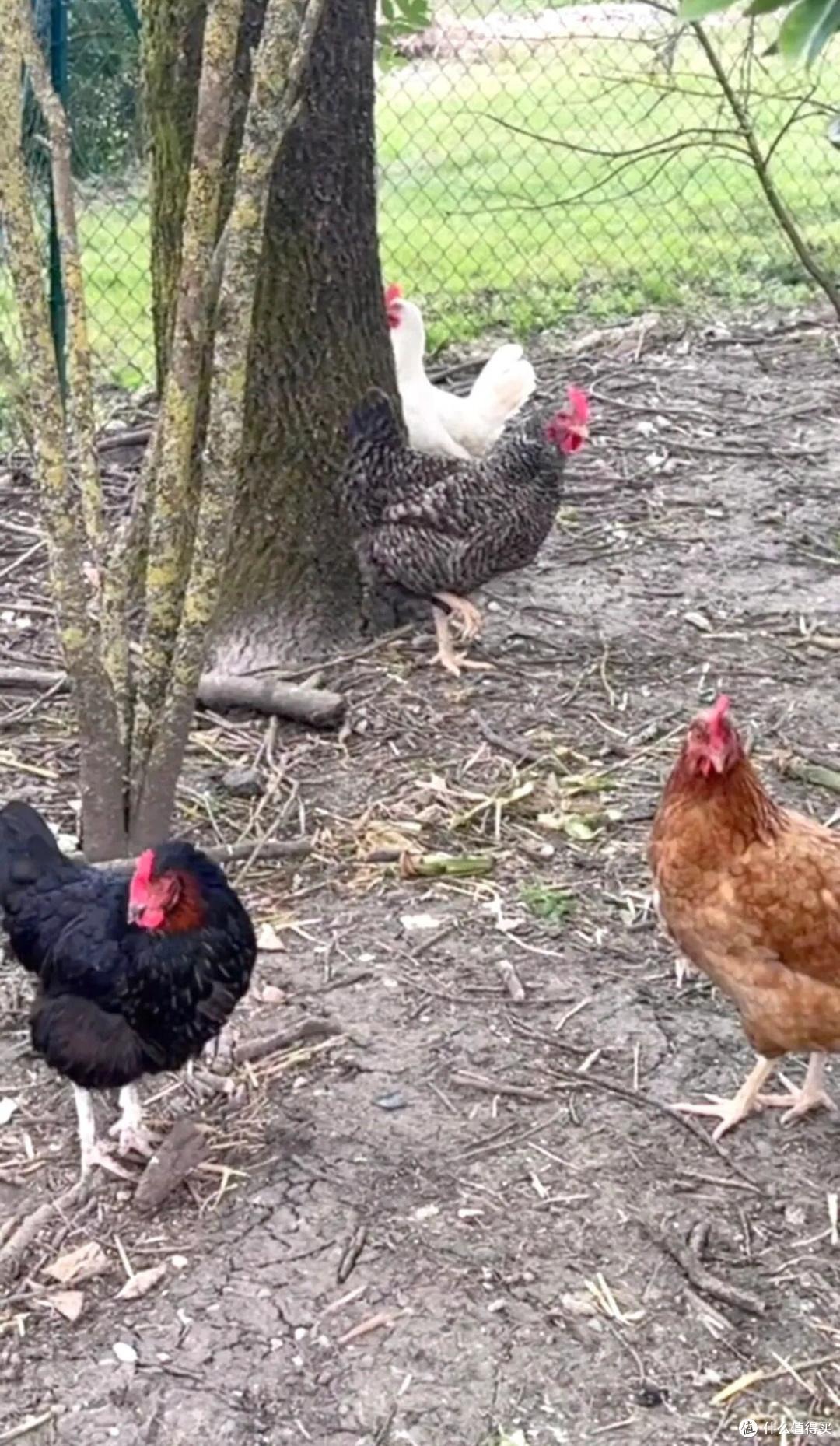 "Nữ thần châu Á" Trương Mạn Ngọc: Tuổi 61 cô độc, nuôi gà, cuốc đất qua ngày- Ảnh 10. "Nữ thần châu Á" Trương Mạn Ngọc: Tuổi 61 cô độc, nuôi gà, cuốc đất qua ngày- Ảnh 10.