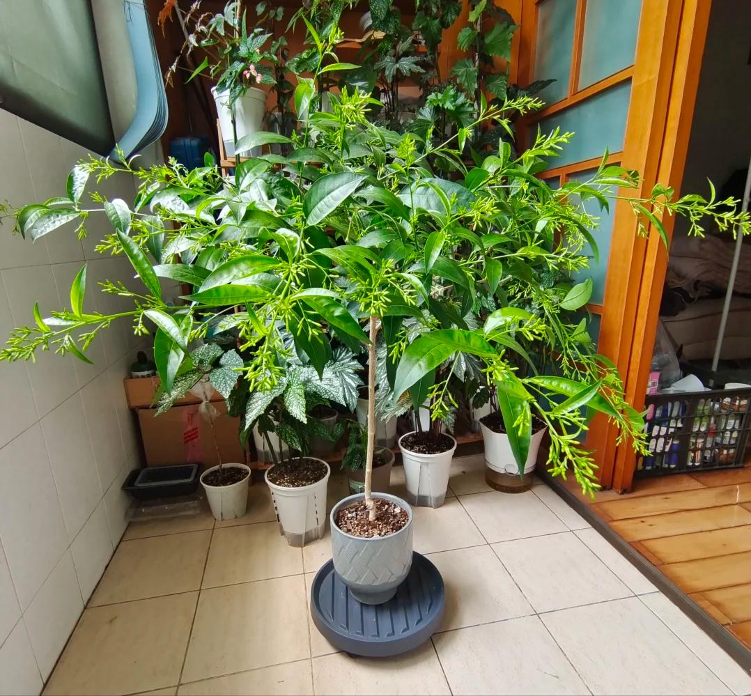 Phong thủy cảnh báo: 5 loại cây tuyệt đối không nên đặt ở phòng khách, kẻo “rước xui xẻo” và mất lộc trong nhà- Ảnh 3. Phong thủy cảnh báo: 5 loại cây tuyệt đối không nên đặt ở phòng khách, kẻo “rước xui xẻo” và mất lộc trong nhà- Ảnh 3.