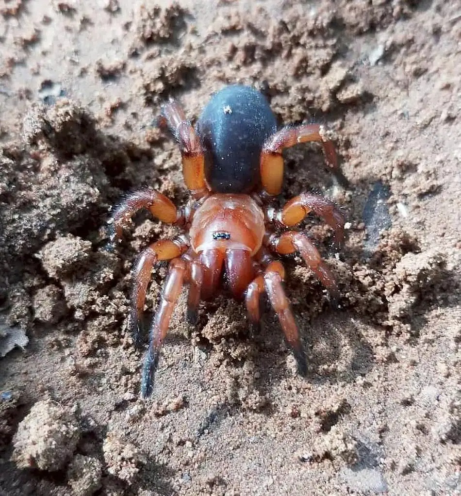 Các nhà khoa học tìm thấy một loài nhện nửa đực, nửa cái ở Thái Lan- Ảnh 3. Các nhà khoa học tìm thấy một loài nhện nửa đực, nửa cái ở Thái Lan- Ảnh 3.