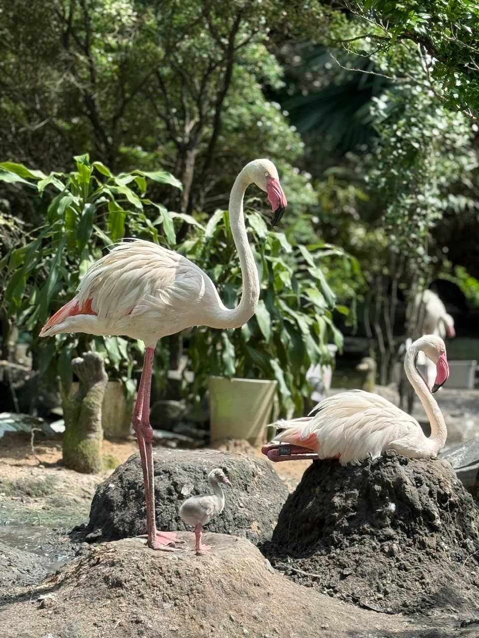 Thảo Cầm Viên đón tin vui 