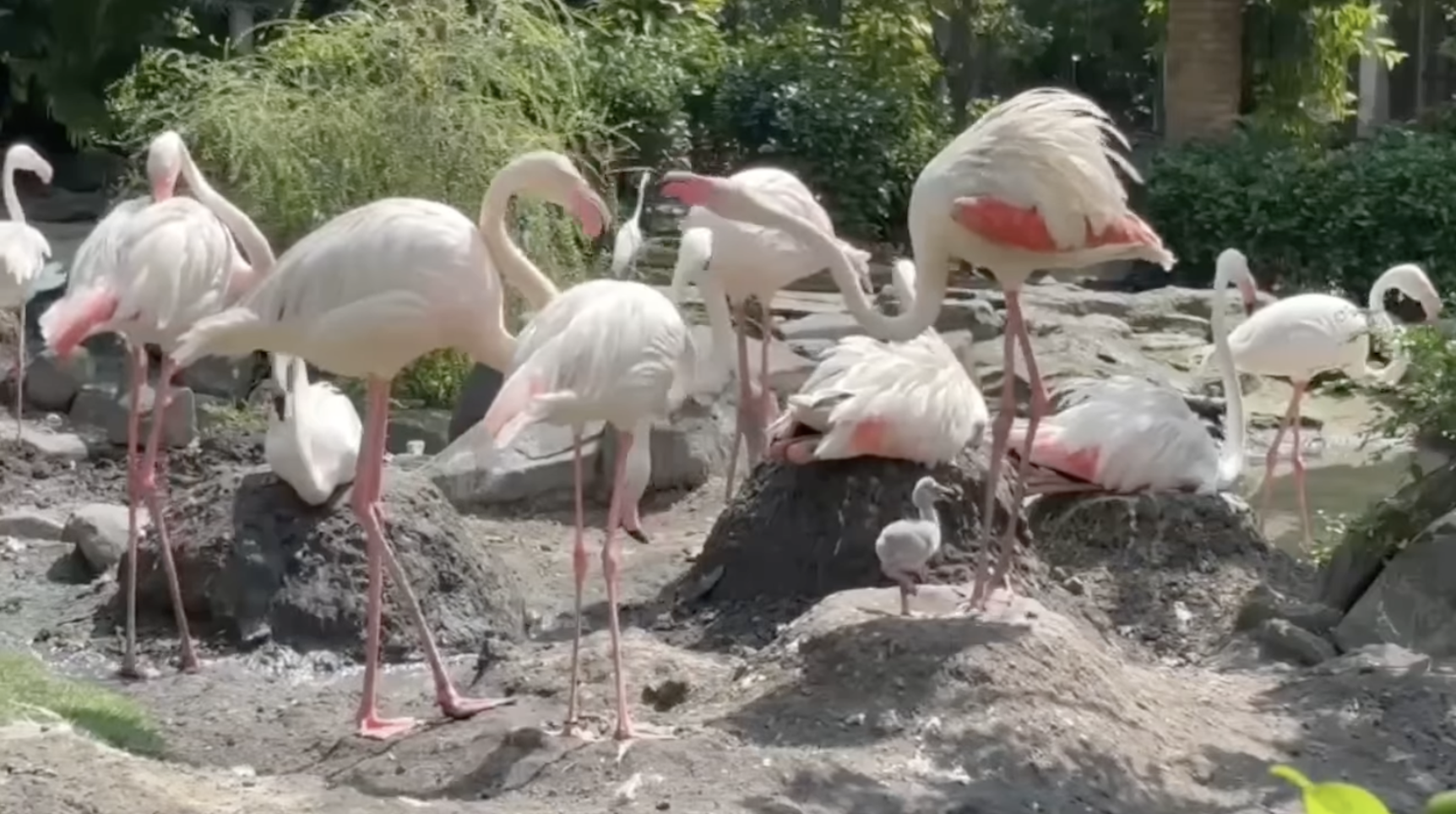 Thảo Cầm Viên đón tin vui 