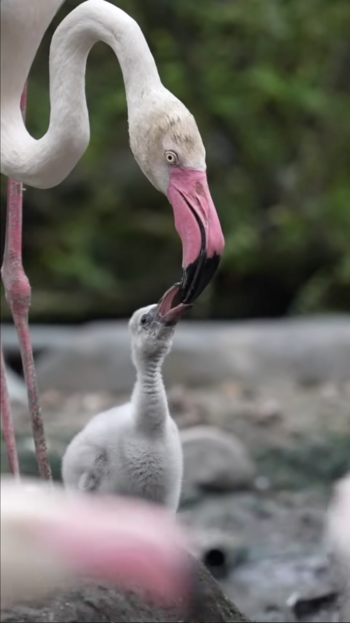 Thảo Cầm Viên đón tin vui 