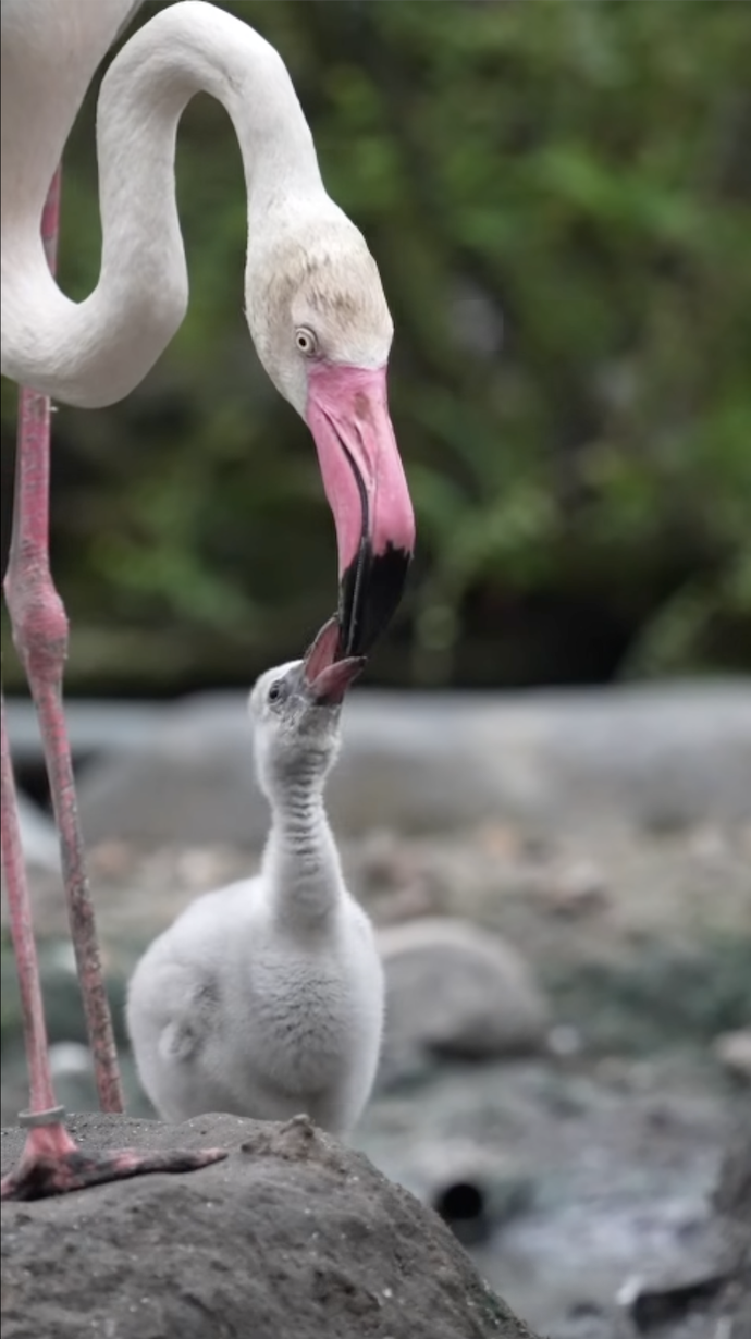 Thảo Cầm Viên đón tin vui 