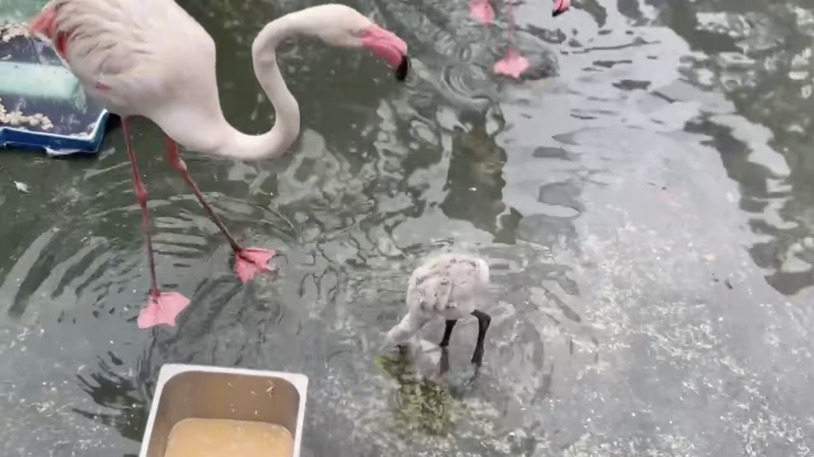 Thảo Cầm Viên đón tin vui 