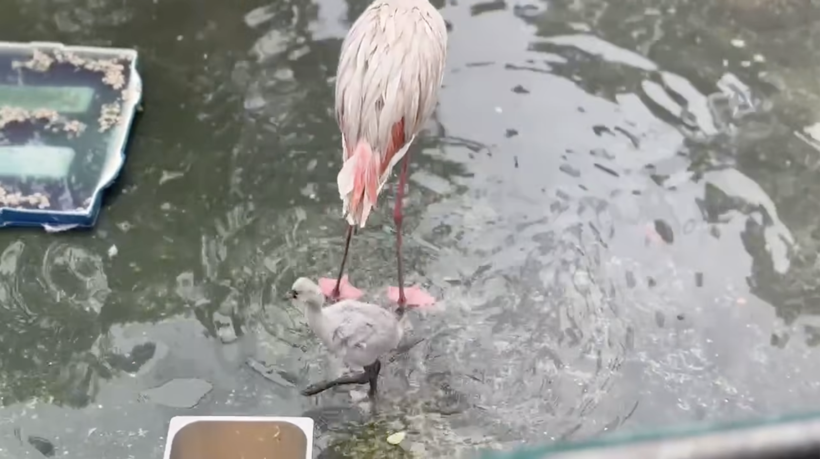 Thảo Cầm Viên đón tin vui 