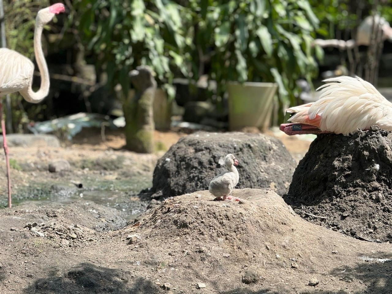 Thảo Cầm Viên đón tin vui 