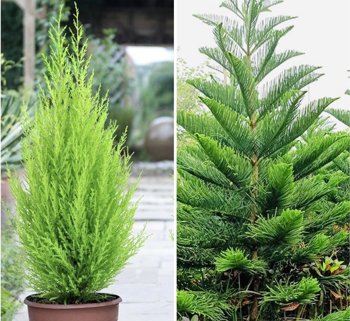 Không phải mê tín, đây là 3 loại cây càng trồng càng may mắn, đẹp sang hơn cả hoa, được nhà giàu thích mê- Ảnh 1.