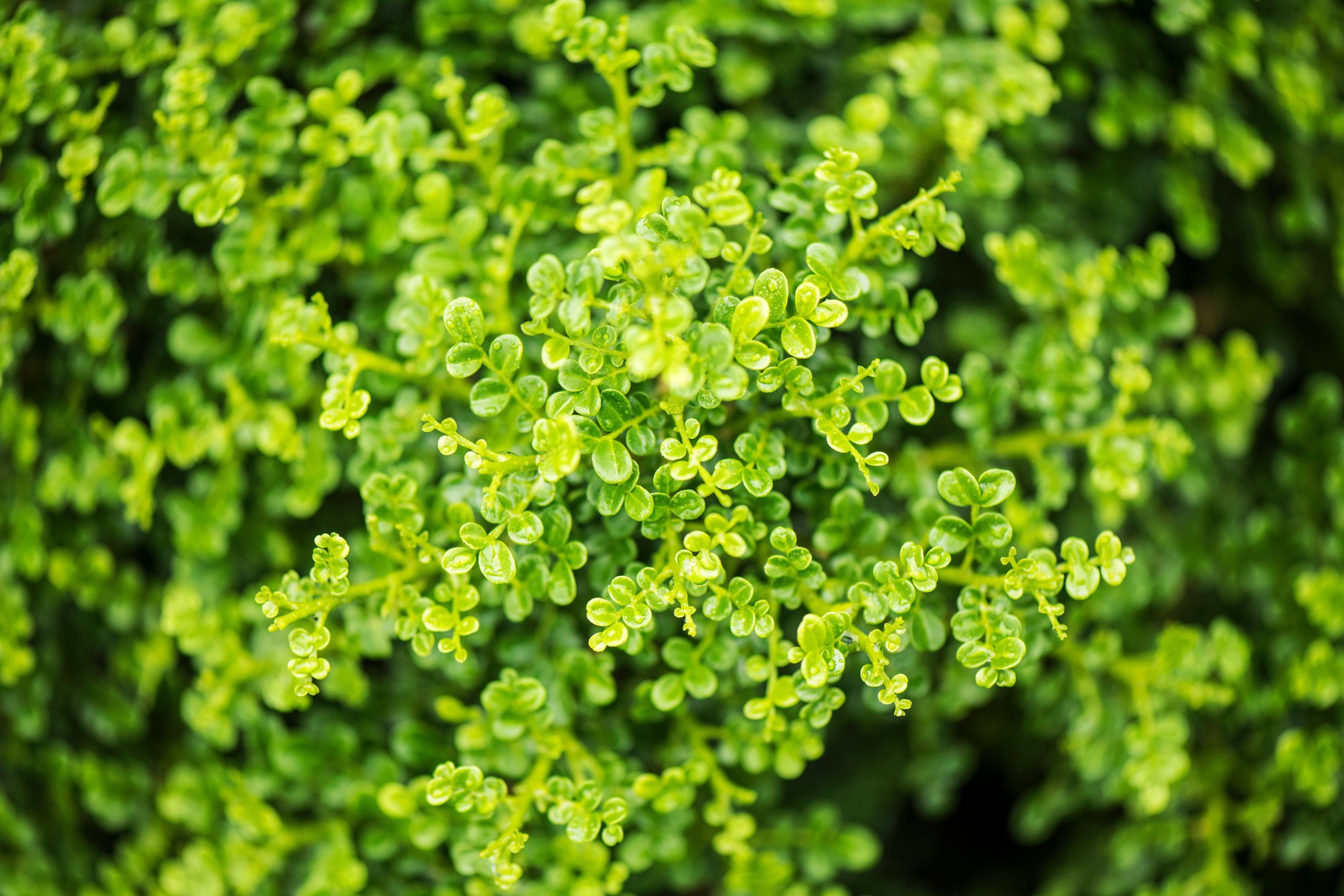 8 loại cây hàng đầu thu hút tài lộc cho bàn làm việc của bạn, đặc biệt nên trồng trong năm 2026!- Ảnh 6. 8 loại cây hàng đầu thu hút tài lộc cho bàn làm việc của bạn, đặc biệt nên trồng trong năm 2026!- Ảnh 6.