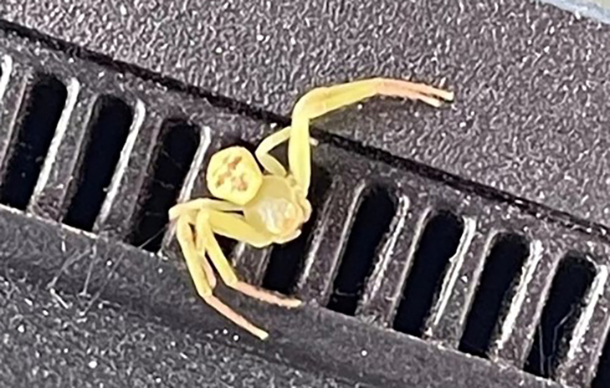 Xuất hiện "nhện mặt người" gây xôn xao cộng đồng mạng- Ảnh 1.