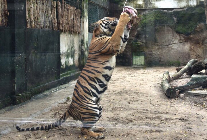 Thảo Cầm Viên Sài Gòn bỏ túi 450 triệu đồng/ngày- Ảnh 2.