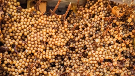 Người đàn ông đi rừng, mang con vật bé tí ti về thuần dưỡng: Ai ngờ thu được “vàng lỏng” 1,5 triệu đồng/lít- Ảnh 1. Người đàn ông đi rừng, mang con vật bé tí ti về thuần dưỡng: Ai ngờ thu được “vàng lỏng” 1,5 triệu đồng/lít- Ảnh 1.