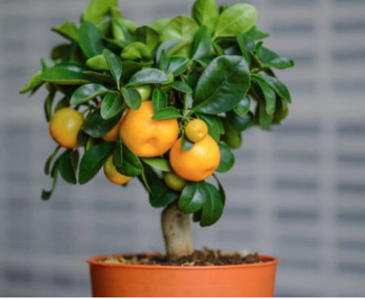 4 loại cây tạo ra luồng khí hút tài lộc, giúp gia chủ khỏe mạnh- Ảnh 2.