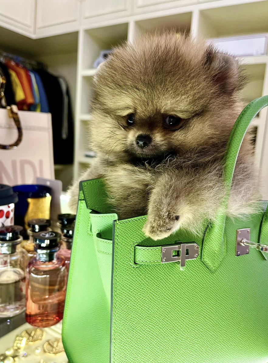 BST túi hàng hiệu của Đoàn Di Băng: Hermès đựng cún cưng, Dior và Chanel để đi chợ- Ảnh 17. BST túi hàng hiệu của Đoàn Di Băng: Hermès đựng cún cưng, Dior và Chanel để đi chợ- Ảnh 17.