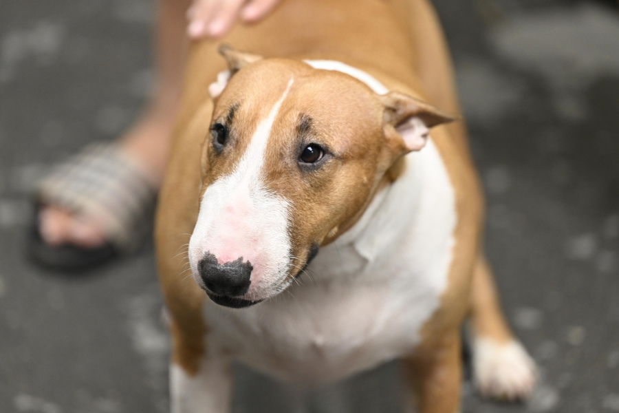 Ngừng quay phim, chụp ảnh “cậu Vàng Mr. Gold” ngoài đời- Ảnh 1. Ngừng quay phim, chụp ảnh “cậu Vàng Mr. Gold” ngoài đời- Ảnh 1.