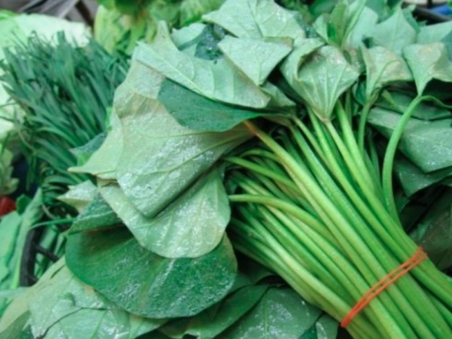 Đừng chỉ ăn củ, lá loại cây này quý như "nhân sâm người nghèo", ở quê rất nhiều bỏ qua quá phí- Ảnh 2.