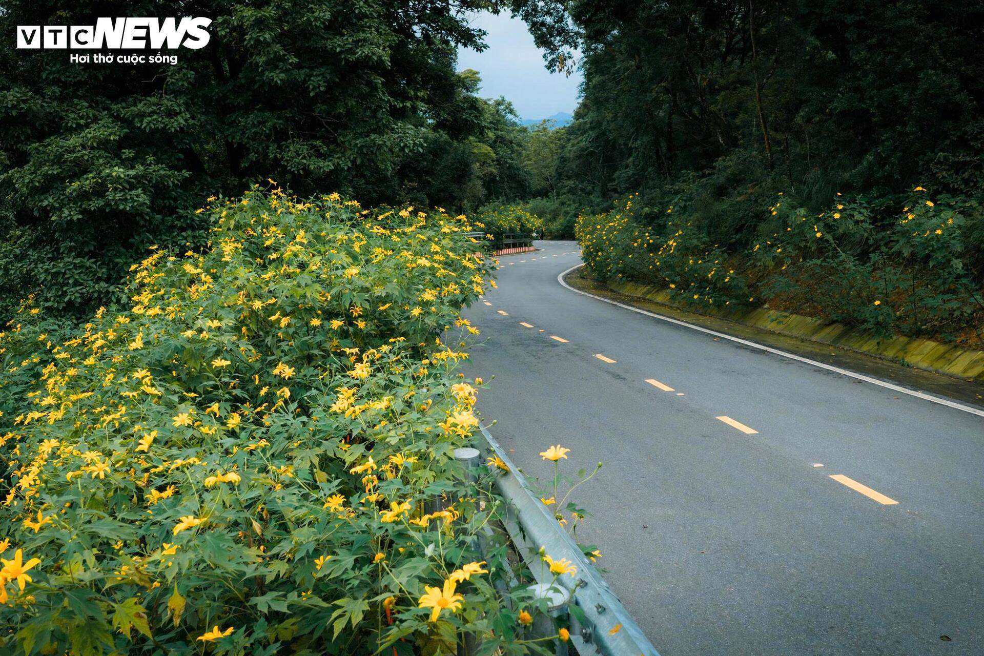 Mùa dã quỳ phủ vàng sườn núi Ba Vì, khách đổ về săn ảnh đầu đông- Ảnh 9.