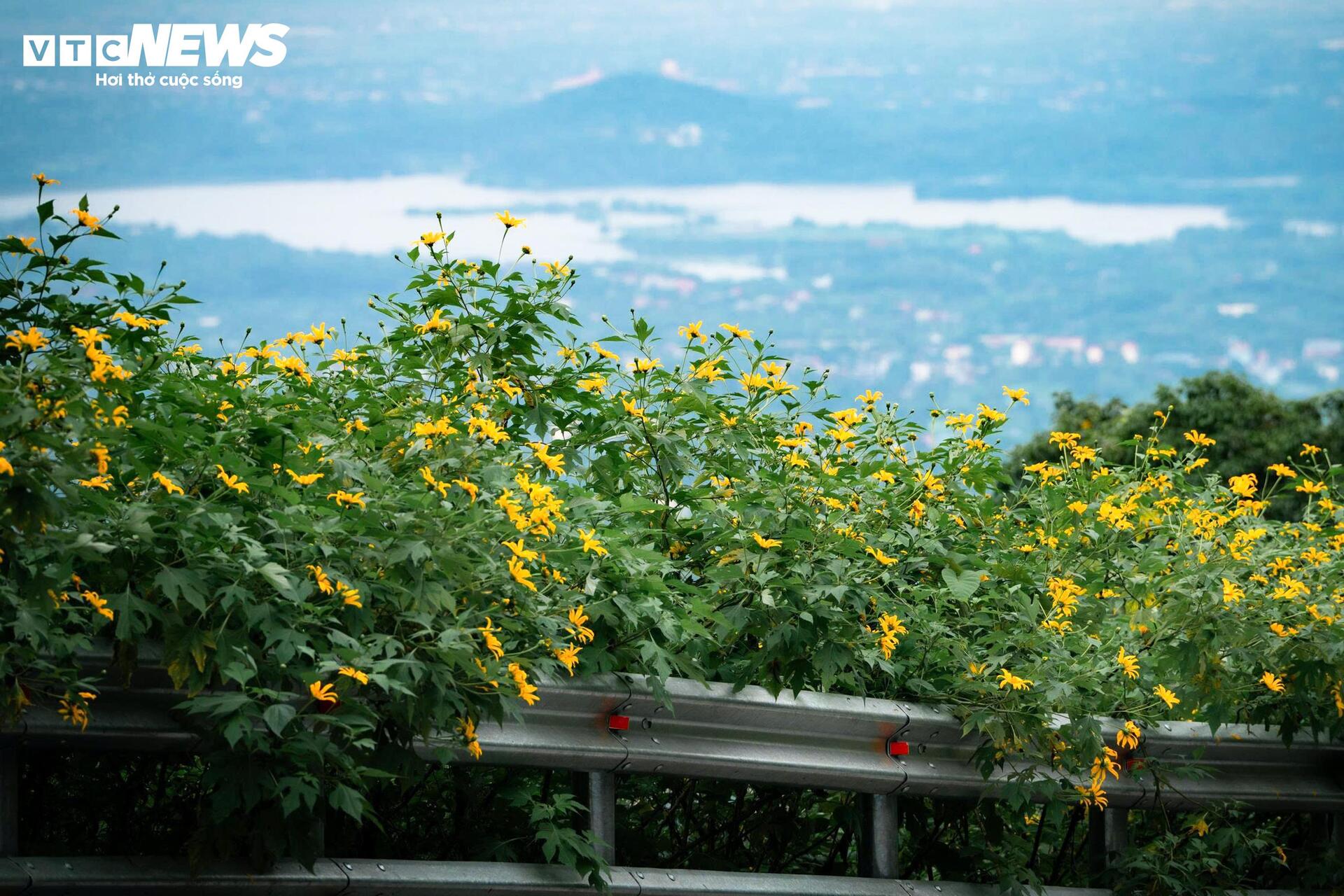 Mùa dã quỳ phủ vàng sườn núi Ba Vì, khách đổ về săn ảnh đầu đông- Ảnh 2.