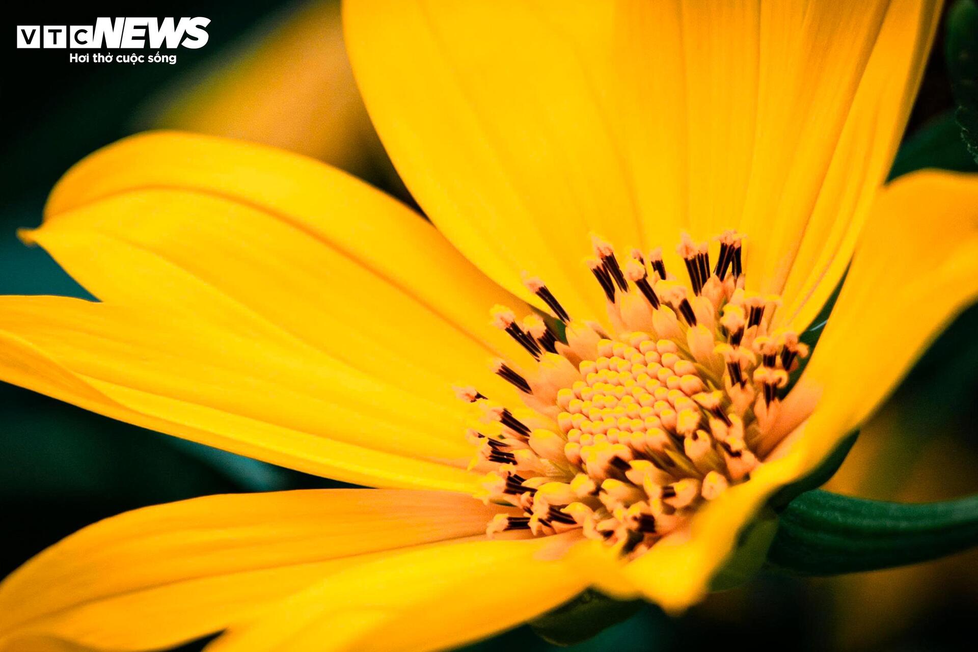 Mùa dã quỳ phủ vàng sườn núi Ba Vì, khách đổ về săn ảnh đầu đông- Ảnh 5.