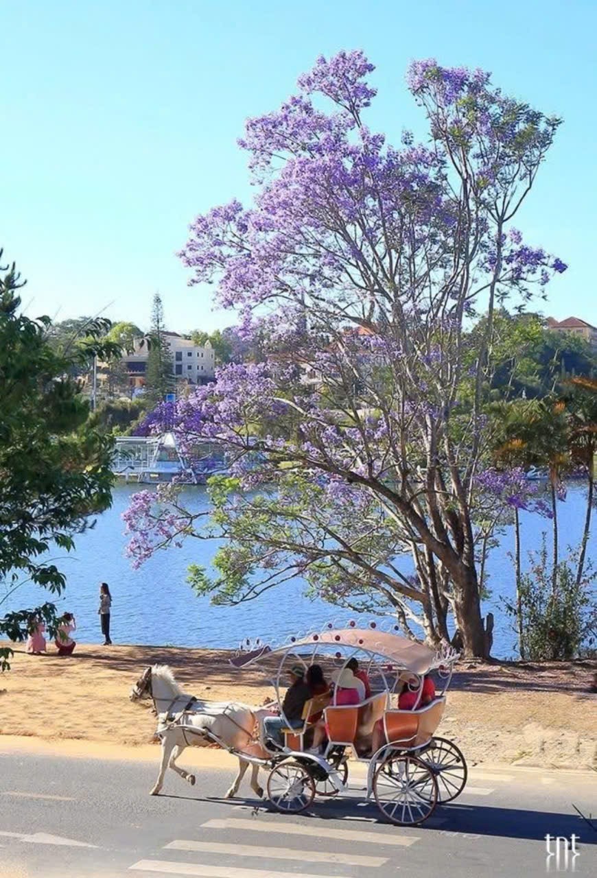 Ảnh hưởng bão số 13, cây phượng tím quý giá, đẹp nhất Đà Lạt bật gốc- Ảnh 2.