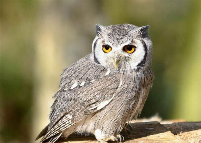 5 loài vật vào nhà báo điềm xui, thầy phong thủy khuyên chớ coi thường- Ảnh 4. 5 loài vật vào nhà báo điềm xui, thầy phong thủy khuyên chớ coi thường- Ảnh 4.