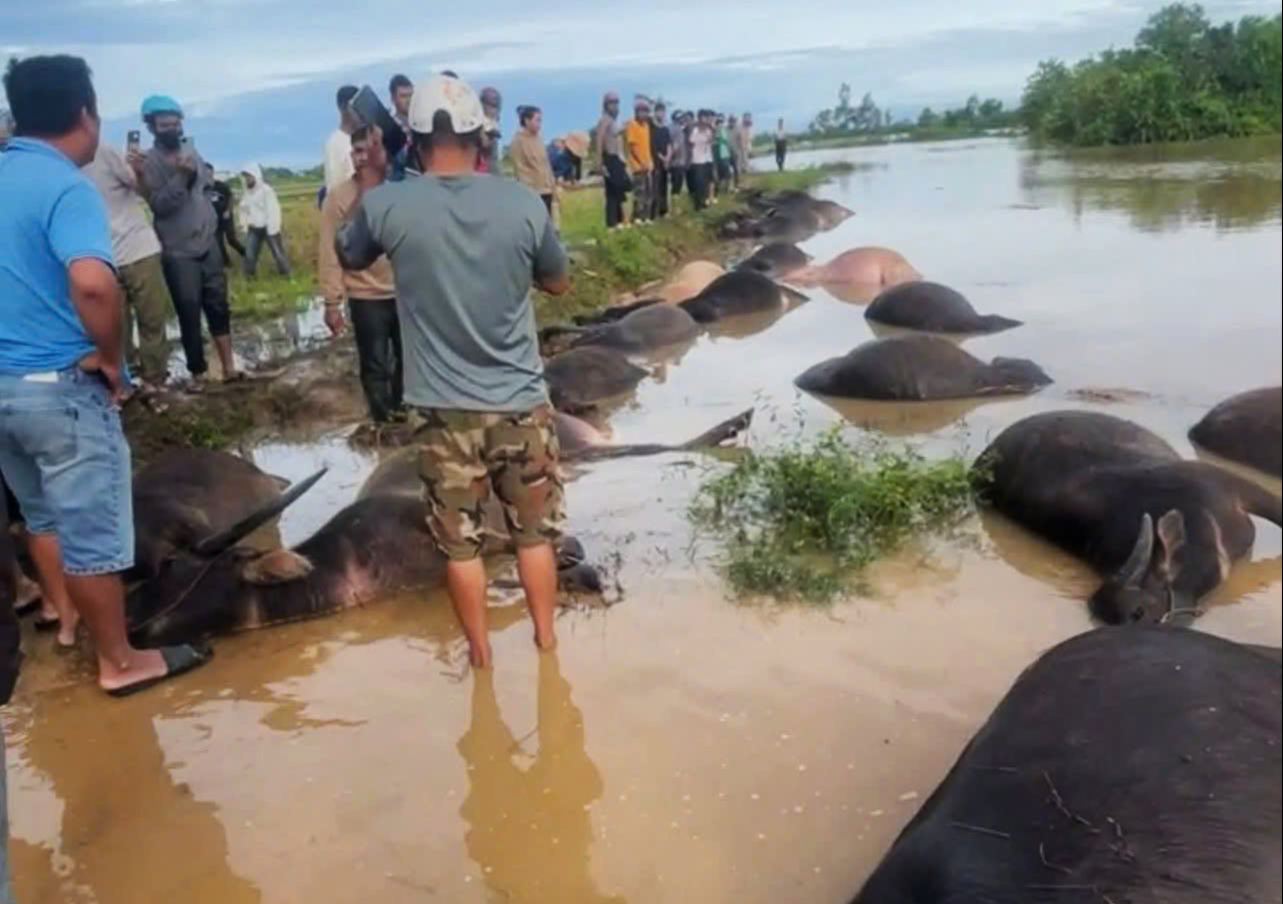 Bão số 13 Kalmaegi: 23 con trâu cột ngoài đồng chết do ngạt nước- Ảnh 1. Bão số 13 Kalmaegi: 23 con trâu cột ngoài đồng chết do ngạt nước- Ảnh 1.